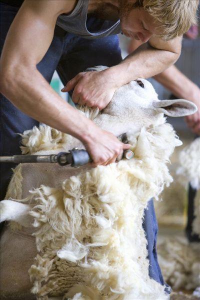 年轻,农民,剪羊毛,绵羊,毛织品